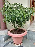Mirchi (Chilli) Plant